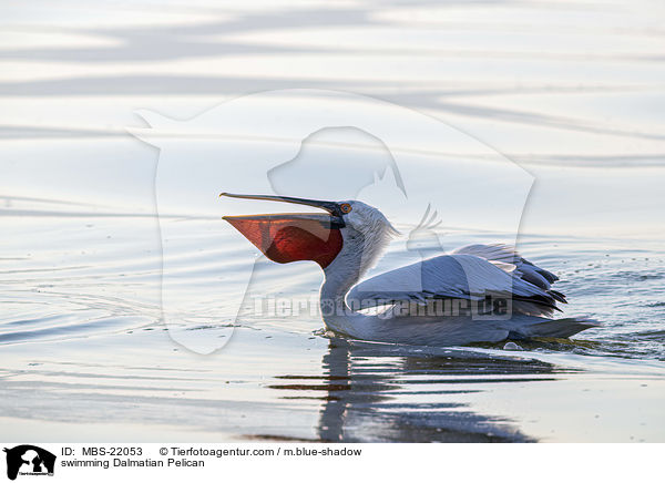 swimming Dalmatian Pelican / MBS-22053