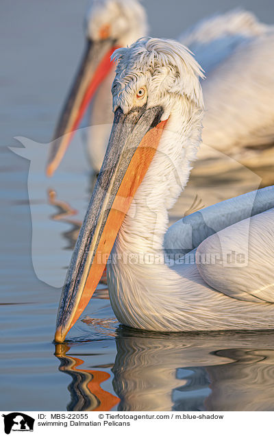 swimming Dalmatian Pelicans / MBS-22055