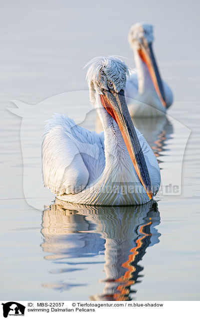 swimming Dalmatian Pelicans / MBS-22057