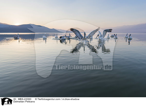 Dalmatian Pelicans / MBS-22060