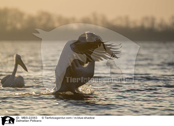 Dalmatian Pelicans / MBS-22063