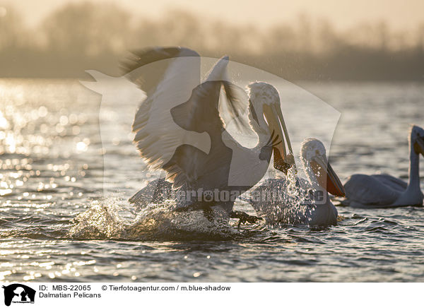 Dalmatian Pelicans / MBS-22065