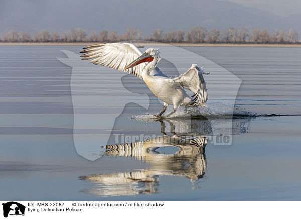 flying Dalmatian Pelican / MBS-22087
