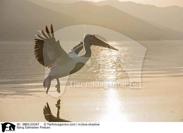 flying Dalmatian Pelican / MBS-22097