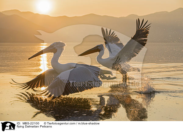 fliegende Krauskopfpelikane / flying Dalmatian Pelicans / MBS-22100