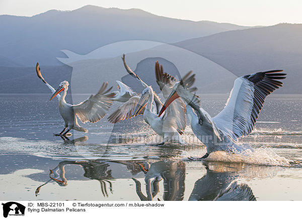 fliegende Krauskopfpelikane / flying Dalmatian Pelicans / MBS-22101