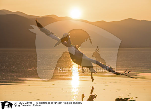 fliegender Krauskopfpelikan / flying Dalmatian Pelican / MBS-22105