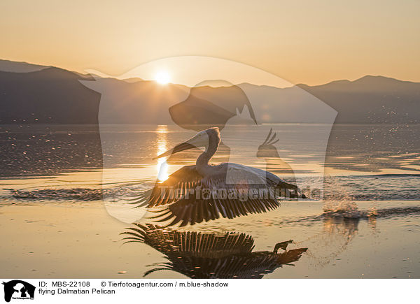 fliegender Krauskopfpelikan / flying Dalmatian Pelican / MBS-22108