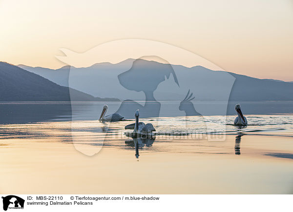 schwimmende Krauskopfpelikane / swimming Dalmatian Pelicans / MBS-22110