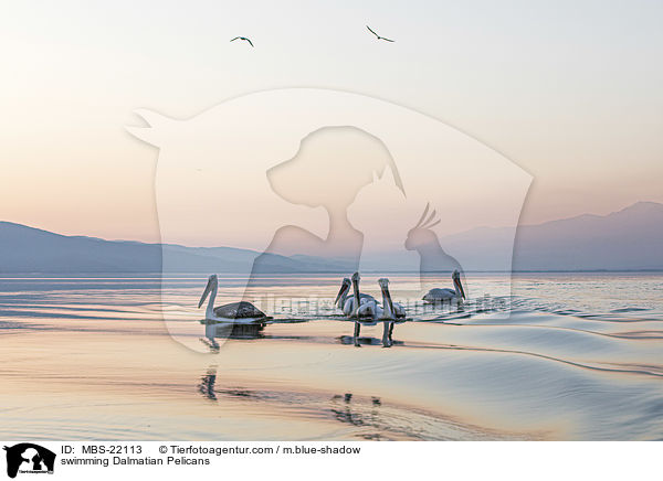 schwimmende Krauskopfpelikane / swimming Dalmatian Pelicans / MBS-22113