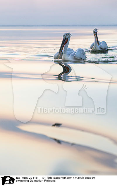 swimming Dalmatian Pelicans / MBS-22115