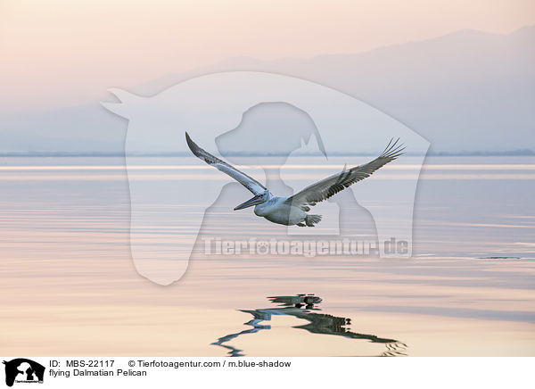 flying Dalmatian Pelican / MBS-22117