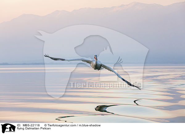 fliegender Krauskopfpelikan / flying Dalmatian Pelican / MBS-22118