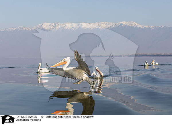 Krauskopfpelikane / Dalmatian Pelicans / MBS-22125