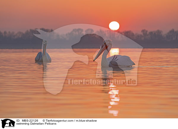 schwimmende Krauskopfpelikane / swimming Dalmatian Pelicans / MBS-22126