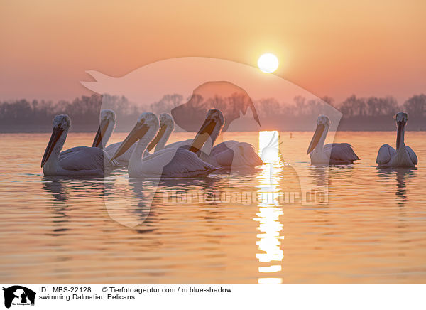 schwimmende Krauskopfpelikane / swimming Dalmatian Pelicans / MBS-22128