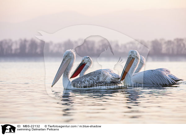 schwimmende Krauskopfpelikane / swimming Dalmatian Pelicans / MBS-22132