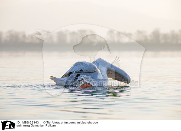 schwimmender Krauskopfpelikan / swimming Dalmatian Pelican / MBS-22143
