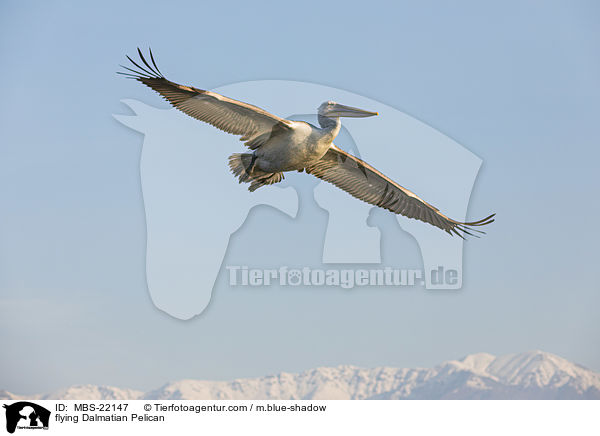 fliegender Krauskopfpelikan / flying Dalmatian Pelican / MBS-22147