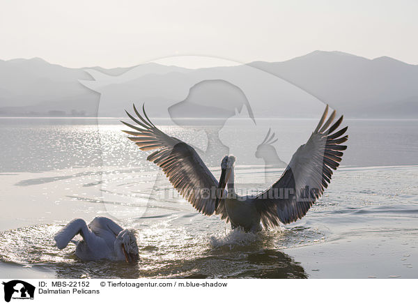 Krauskopfpelikane / Dalmatian Pelicans / MBS-22152