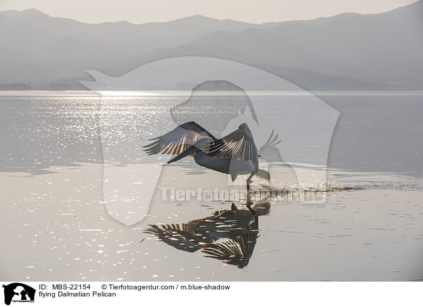 fliegender Krauskopfpelikan / flying Dalmatian Pelican / MBS-22154