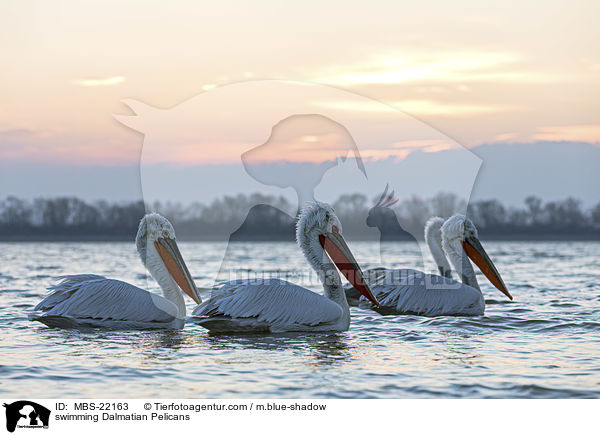 schwimmende Krauskopfpelikane / swimming Dalmatian Pelicans / MBS-22163