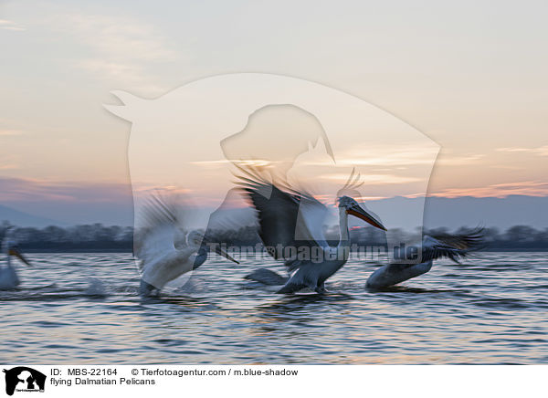 fliegende Krauskopfpelikane / flying Dalmatian Pelicans / MBS-22164