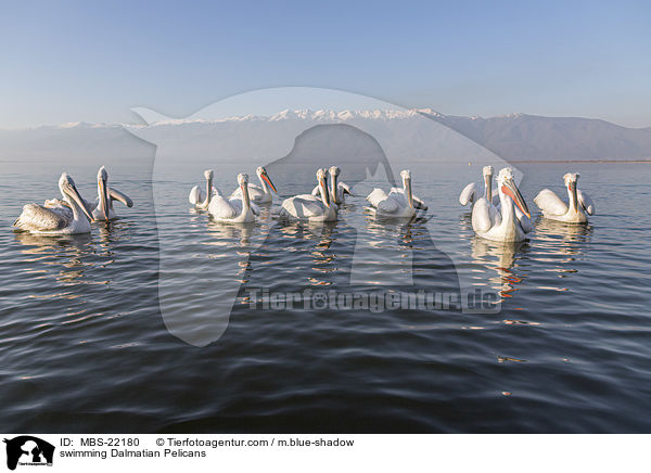 swimming Dalmatian Pelicans / MBS-22180