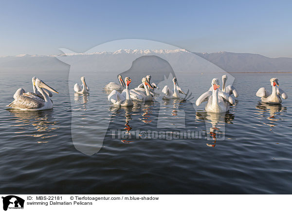 swimming Dalmatian Pelicans / MBS-22181