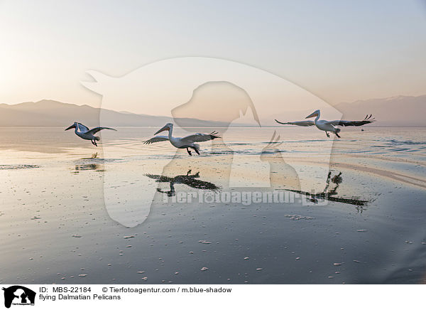 flying Dalmatian Pelicans / MBS-22184