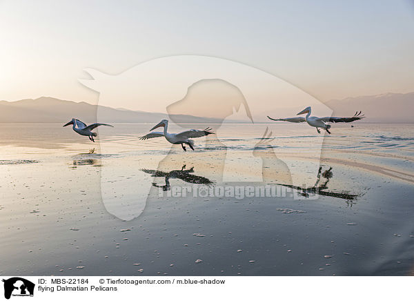 fliegende Krauskopfpelikane / flying Dalmatian Pelicans / MBS-22184