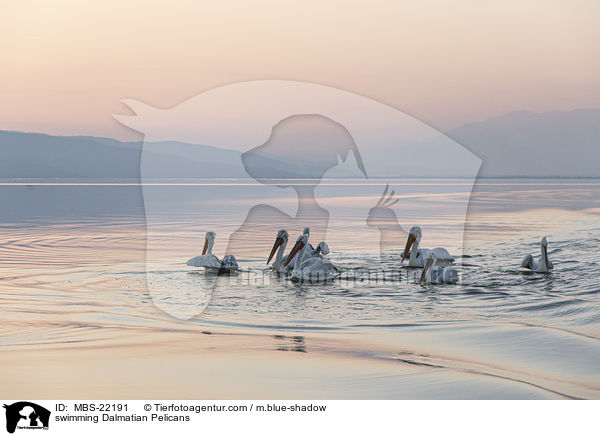 schwimmende Krauskopfpelikane / swimming Dalmatian Pelicans / MBS-22191