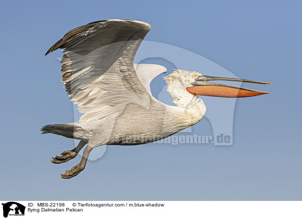 fliegender Krauskopfpelikan / flying Dalmatian Pelican / MBS-22198