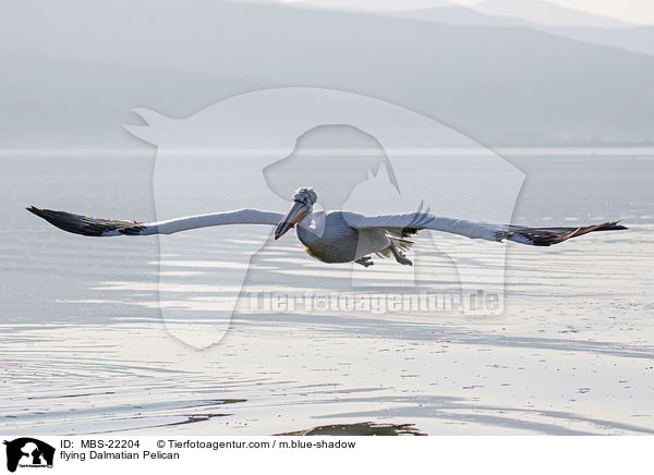 fliegender Krauskopfpelikan / flying Dalmatian Pelican / MBS-22204