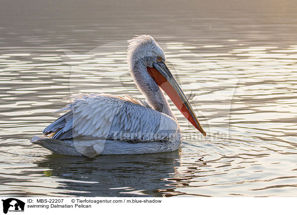 schwimmender Krauskopfpelikan / swimming Dalmatian Pelican / MBS-22207