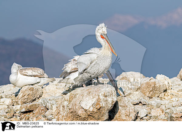 Krauskopfpelikane / Dalmatian pelicans / MBS-23625