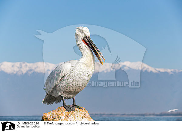 Krauskopfpelikan / Dalmatian pelican / MBS-23626