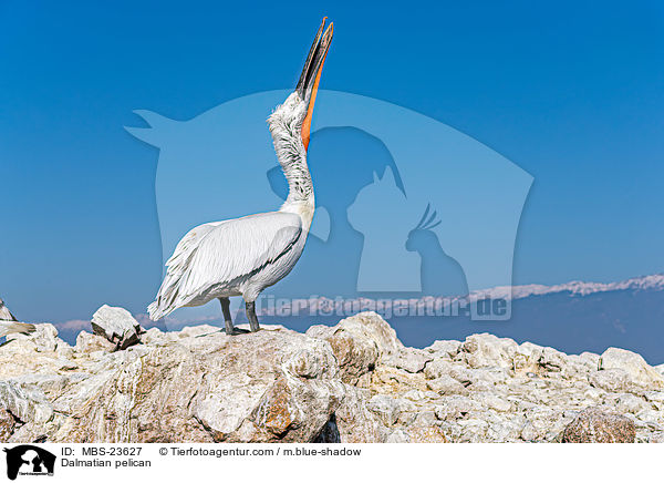 Krauskopfpelikan / Dalmatian pelican / MBS-23627