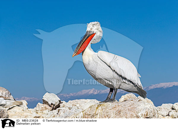 Krauskopfpelikan / Dalmatian pelican / MBS-23628