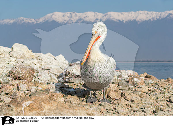 Krauskopfpelikan / Dalmatian pelican / MBS-23629