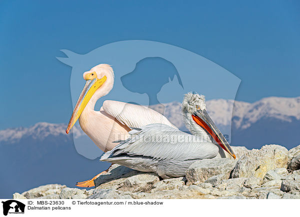 Krauskopfpelikane / Dalmatian pelicans / MBS-23630