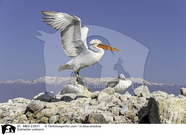 Krauskopfpelikane / Dalmatian pelicans / MBS-23631