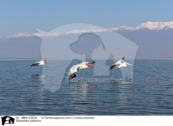 Krauskopfpelikane / Dalmatian pelicans / MBS-23635
