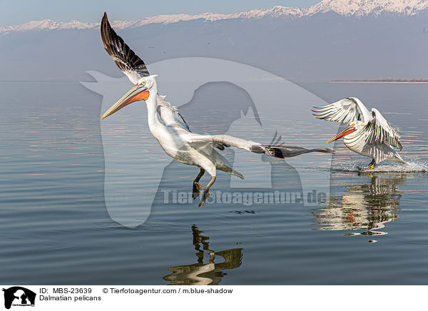 Dalmatian pelicans / MBS-23639