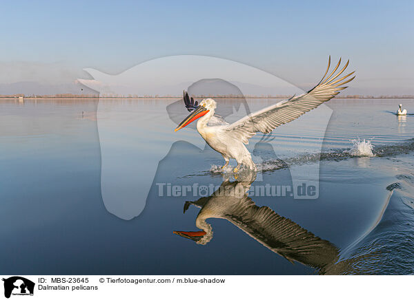 Krauskopfpelikane / Dalmatian pelicans / MBS-23645