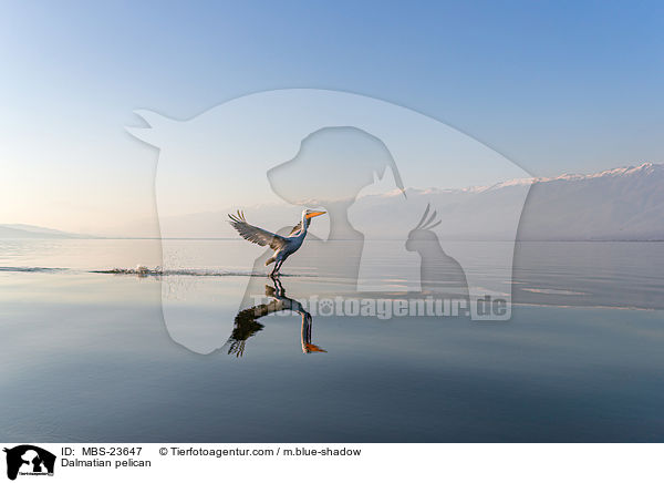 Krauskopfpelikan / Dalmatian pelican / MBS-23647
