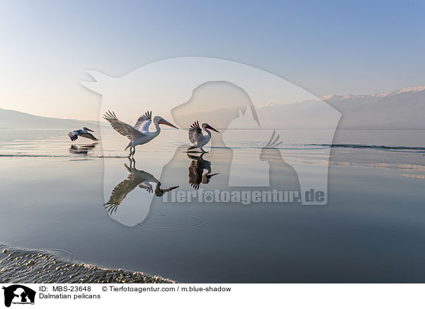 Krauskopfpelikane / Dalmatian pelicans / MBS-23648