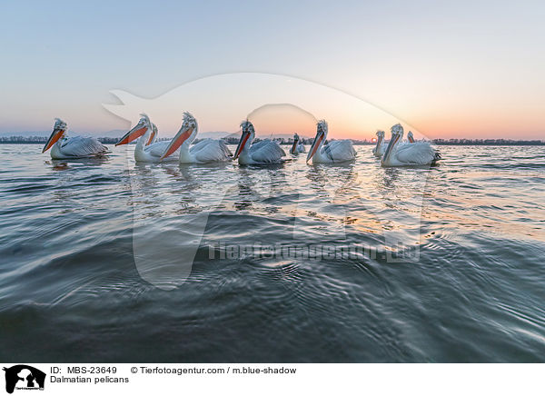 Krauskopfpelikane / Dalmatian pelicans / MBS-23649