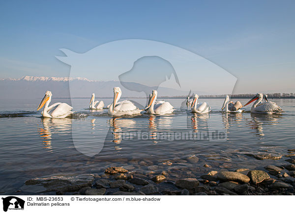 Krauskopfpelikane / Dalmatian pelicans / MBS-23653