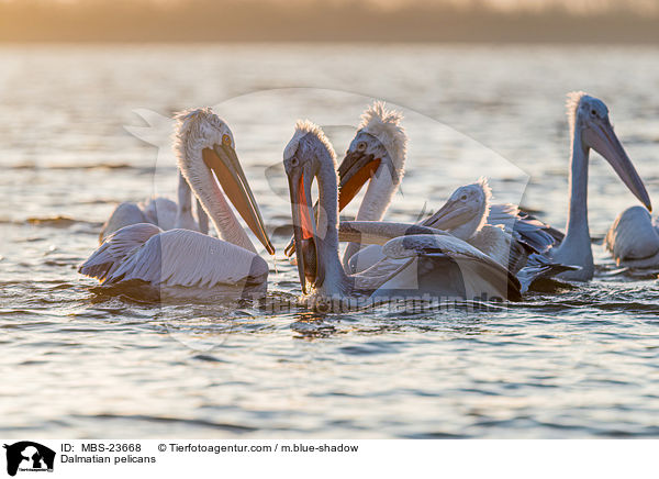 Krauskopfpelikane / Dalmatian pelicans / MBS-23668